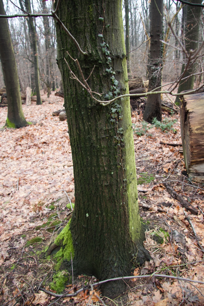 IMG - Wald - Foto 2 Land- / Forstwirtschaft - Grdst. Gelsenkirchen