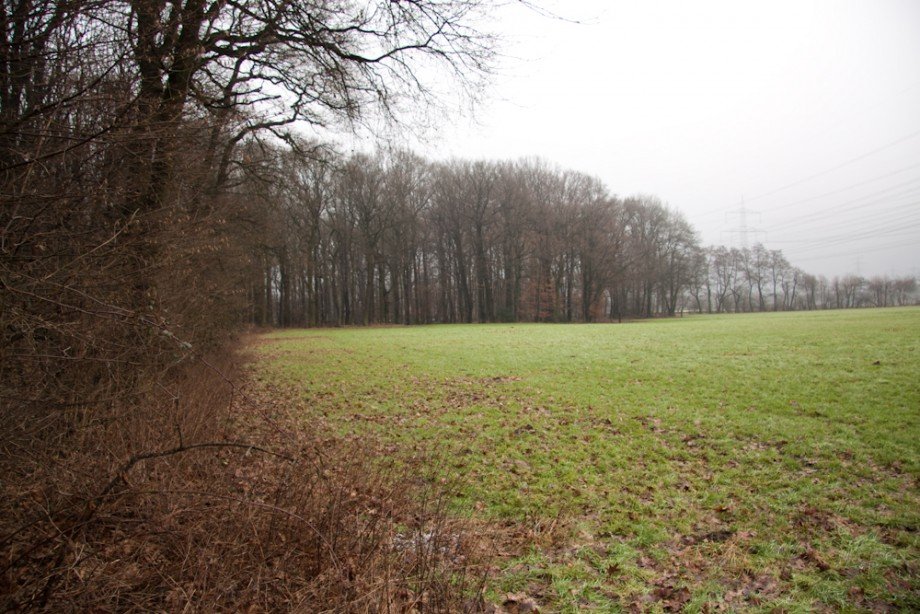 IMG - Wald - Foto 1 Land- / Forstwirtschaft - Grdst. Gelsenkirchen