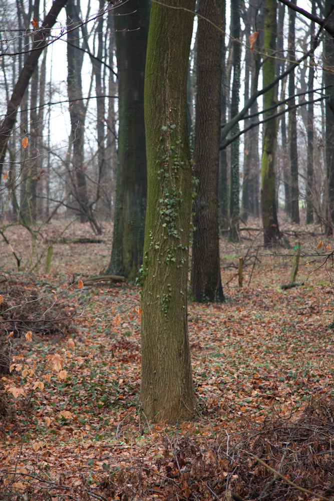 IMG - Wald - Foto 3 Gelsenkirchen Land- / Forstwirtschaft - Grdst. Attraktives Waldgrundst�ck in Gelsenkirchen